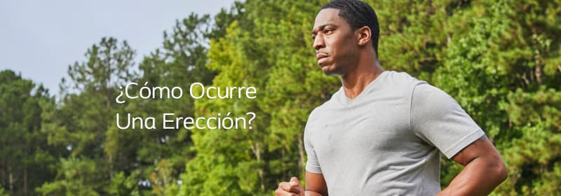 cómo ocurre una erección