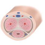 Anatomía del pene para conseguir una erección.