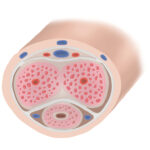 Anatomía del pene para conseguir una erección.