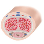 Anatomía del pene para conseguir una erección.